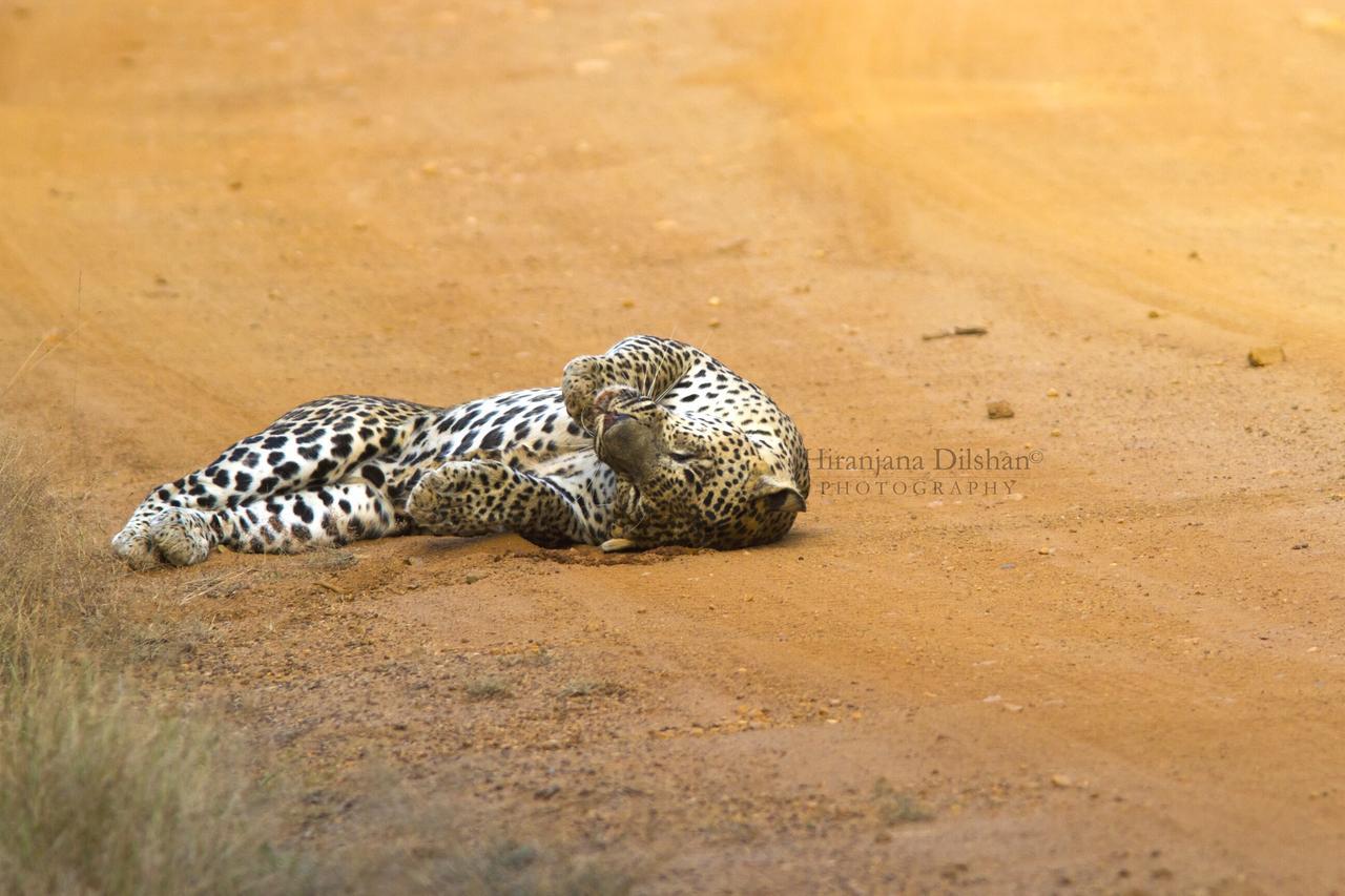 فندق Willpattu Wild Watch Habawewa المظهر الخارجي الصورة