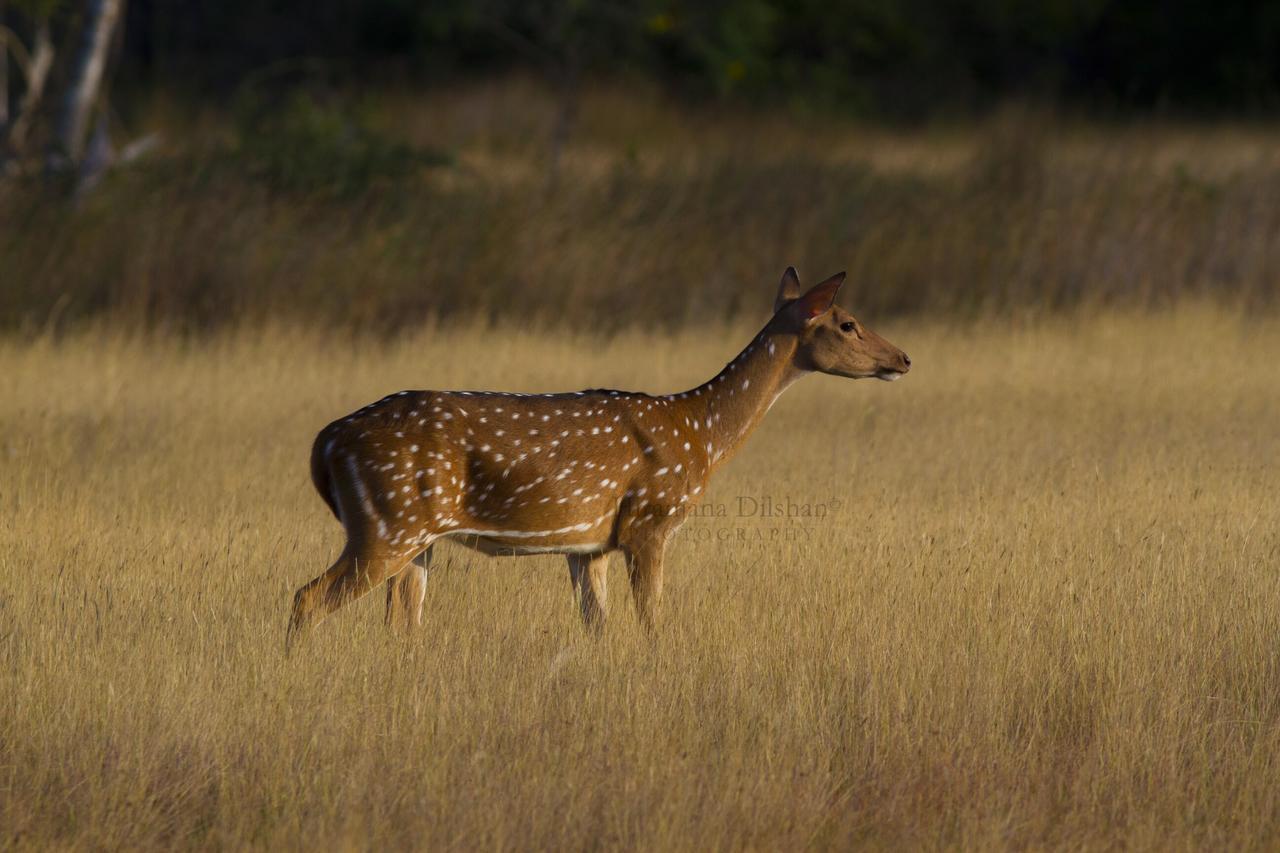 فندق Willpattu Wild Watch Habawewa المظهر الخارجي الصورة