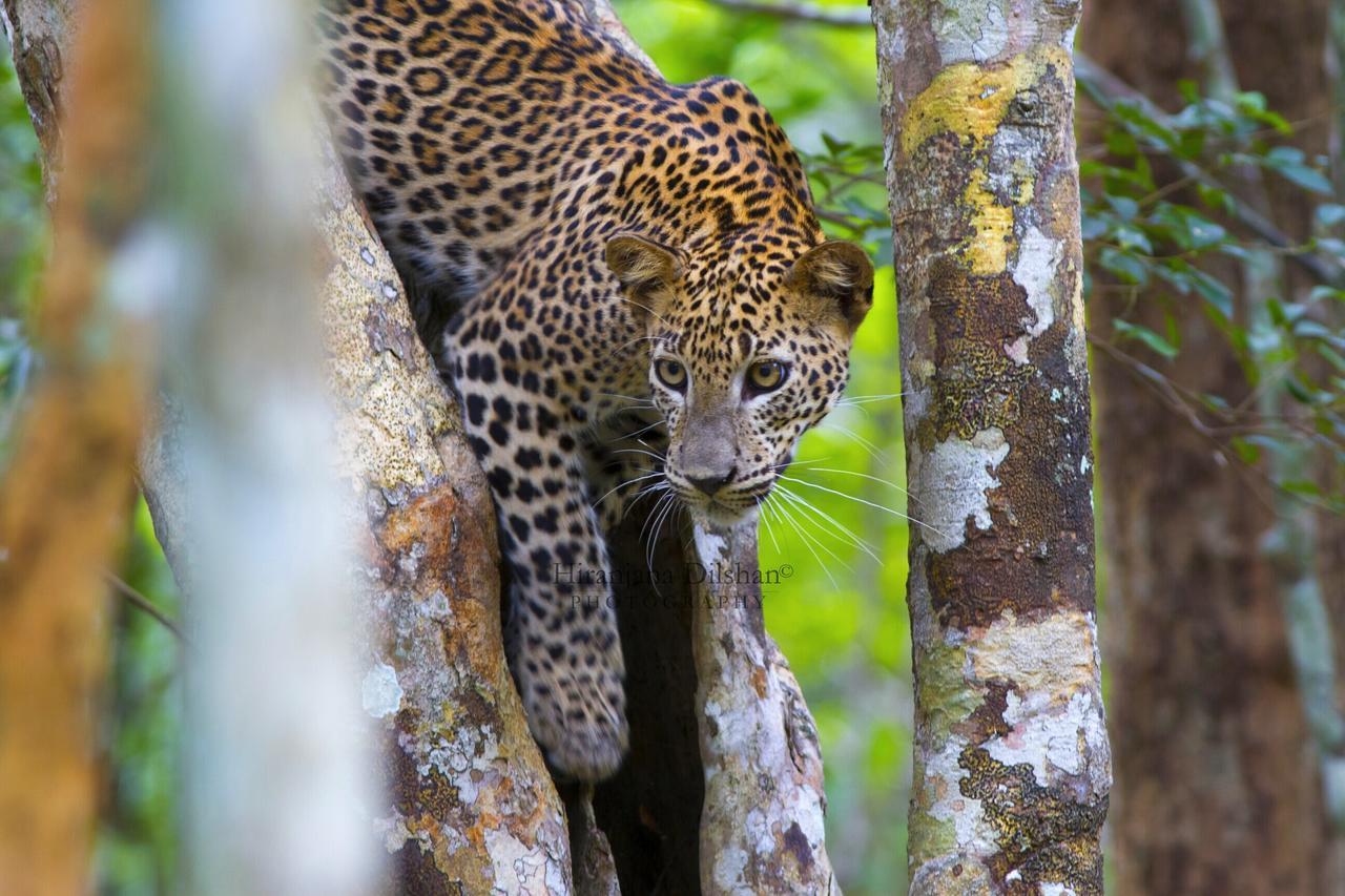 فندق Willpattu Wild Watch Habawewa المظهر الخارجي الصورة