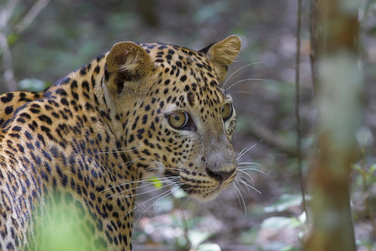 فندق Willpattu Wild Watch Habawewa المظهر الخارجي الصورة
