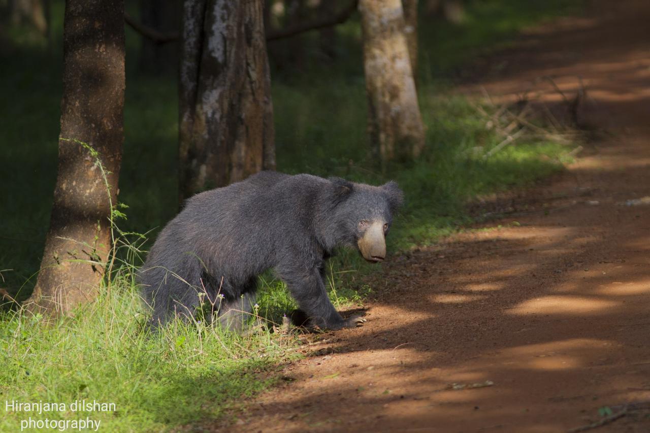 فندق Willpattu Wild Watch Habawewa المظهر الخارجي الصورة