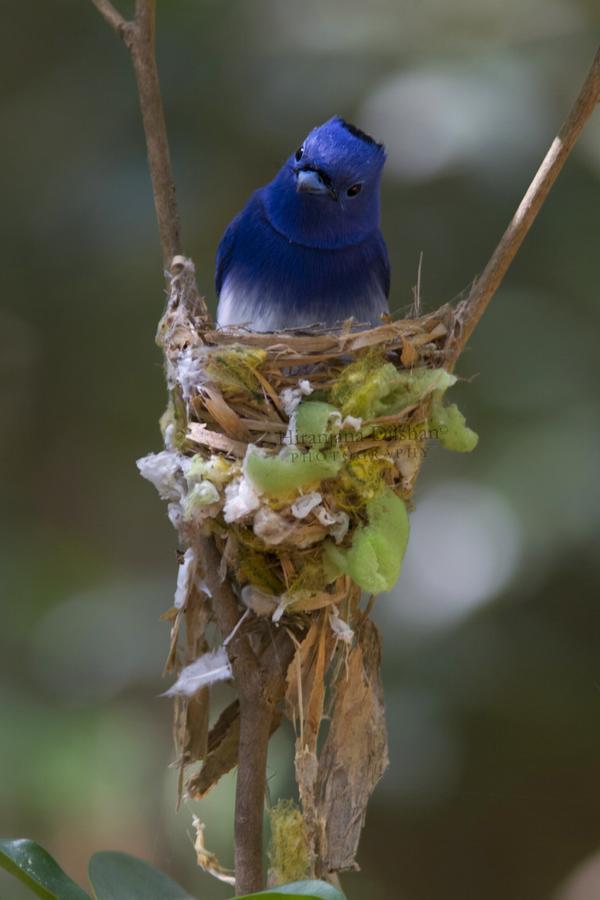فندق Willpattu Wild Watch Habawewa المظهر الخارجي الصورة