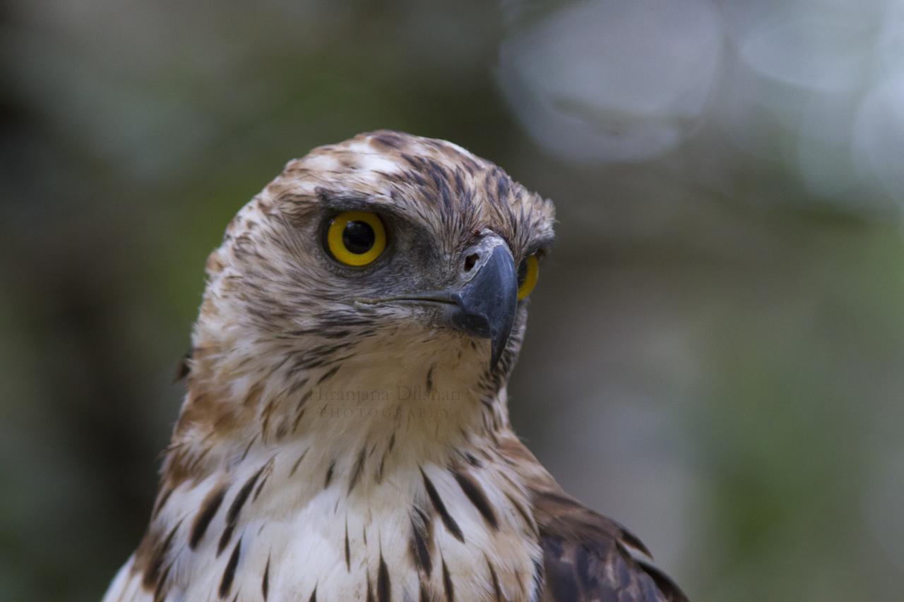 فندق Willpattu Wild Watch Habawewa المظهر الخارجي الصورة