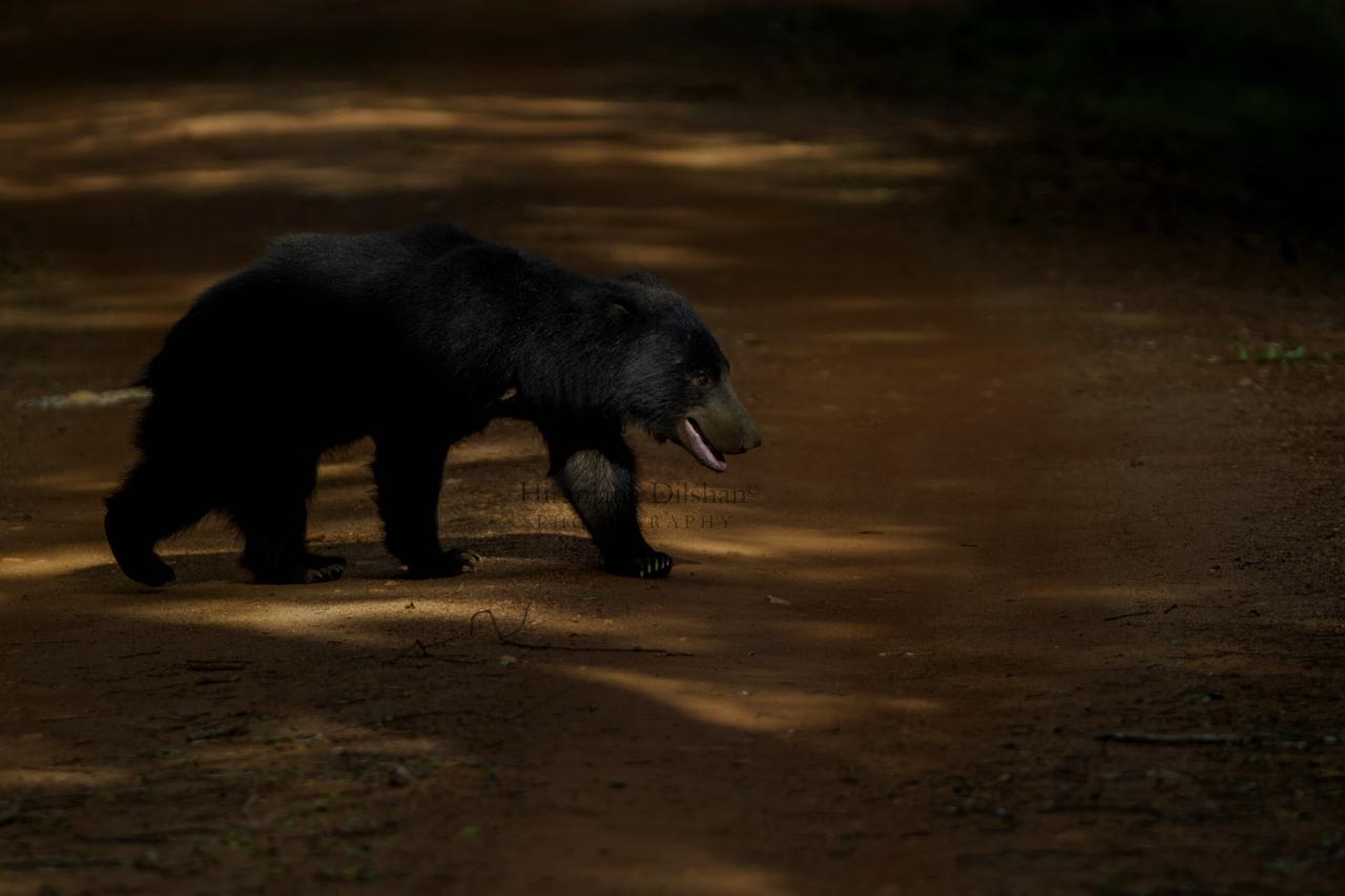 فندق Willpattu Wild Watch Habawewa المظهر الخارجي الصورة