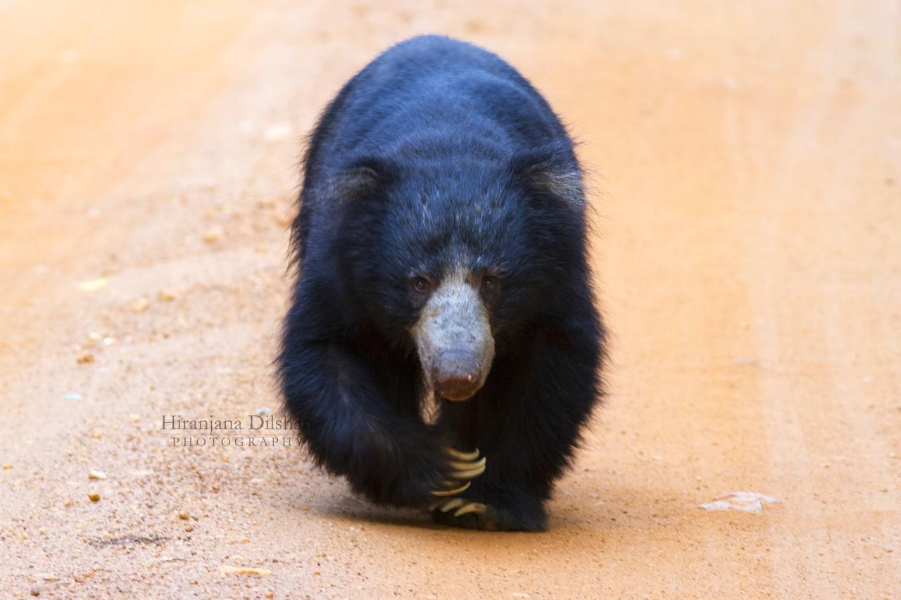فندق Willpattu Wild Watch Habawewa المظهر الخارجي الصورة