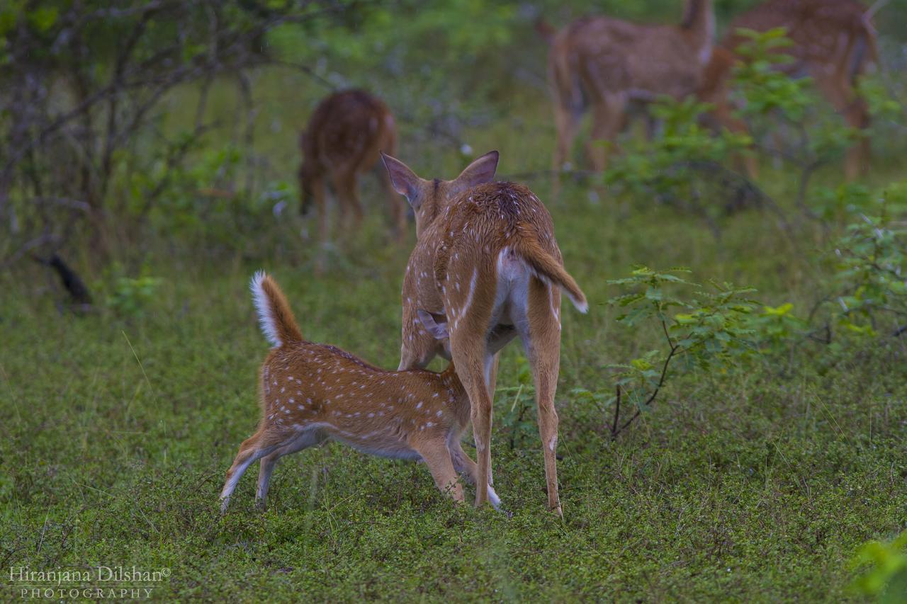 فندق Willpattu Wild Watch Habawewa المظهر الخارجي الصورة